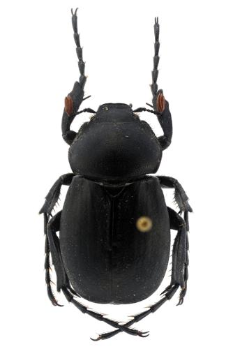 Geotrogus olcesii